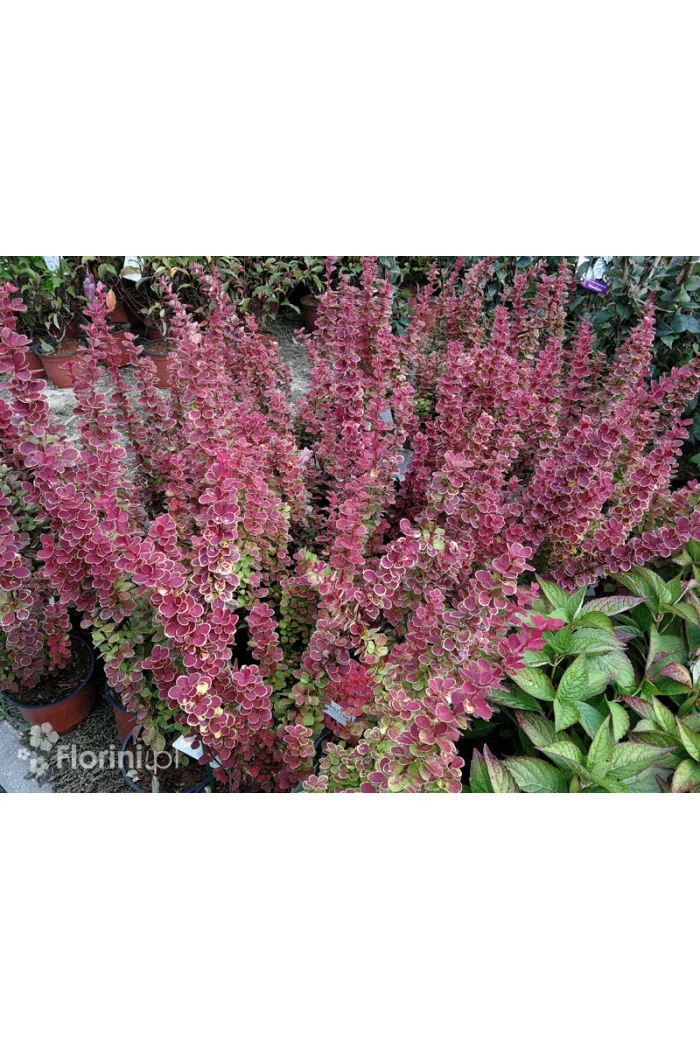 Berberys Thunberga 'Orange Sunrise' Berberis thunbergii