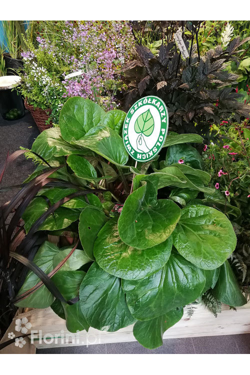 Bergenia 'Dumbo' Bergenia ciliata