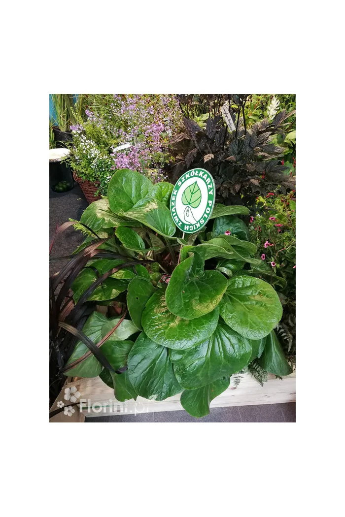 Bergenia 'Dumbo' Bergenia ciliata