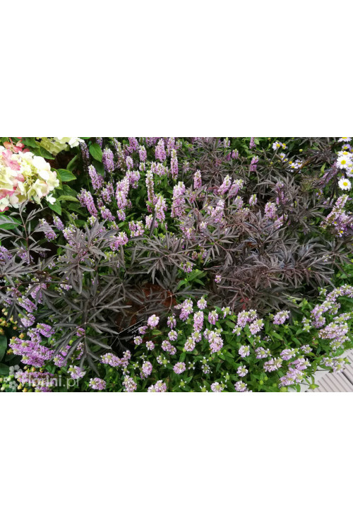 Bez czarny 'Black Lace' (Eva) | Sambucus nigra