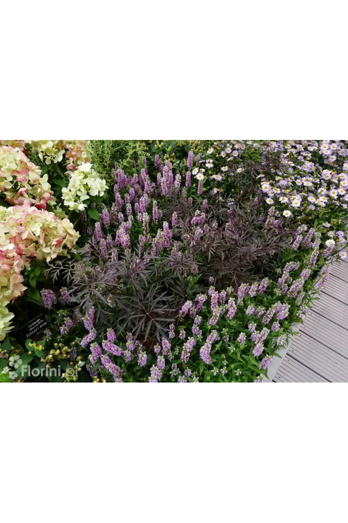 Bez czarny 'Black Lace' (Eva) | Sambucus nigra