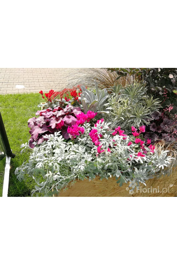 Bylica Stellera 'Silver Brocade' | Artemisia stelleriana