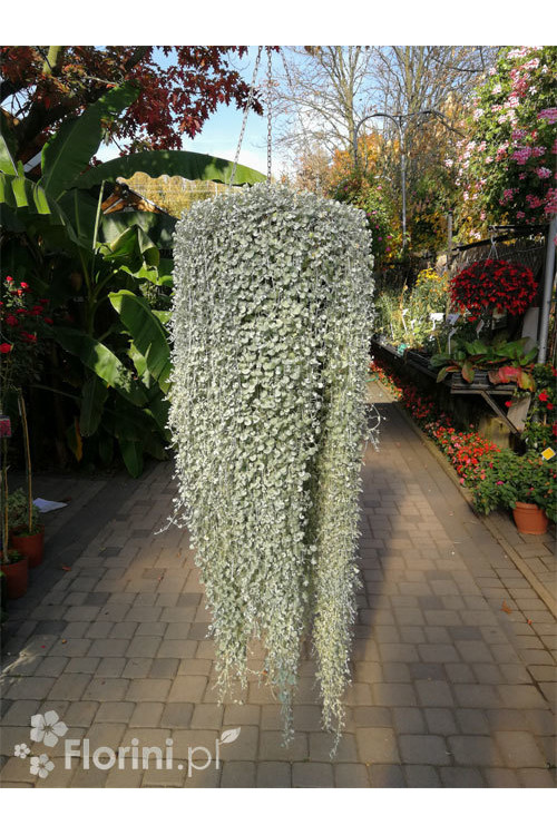 Dichondra