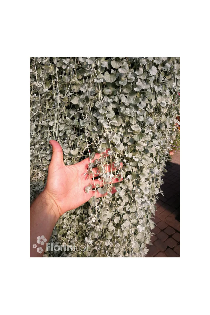 Dichondra