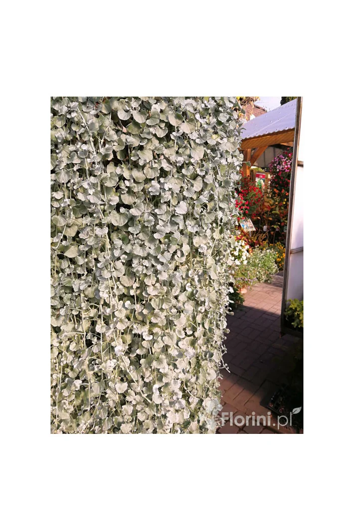 Dichondra