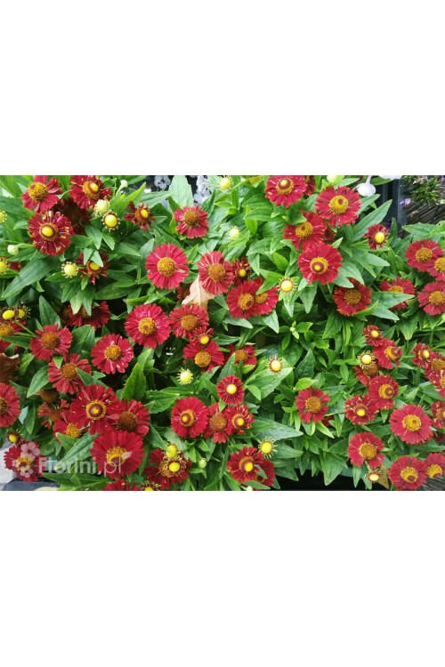 Dzielżan jesienny 'Ranchera' Helenium autumnale