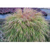 Hakonechloa 'Beni Kaze' | Hakonechloa macra