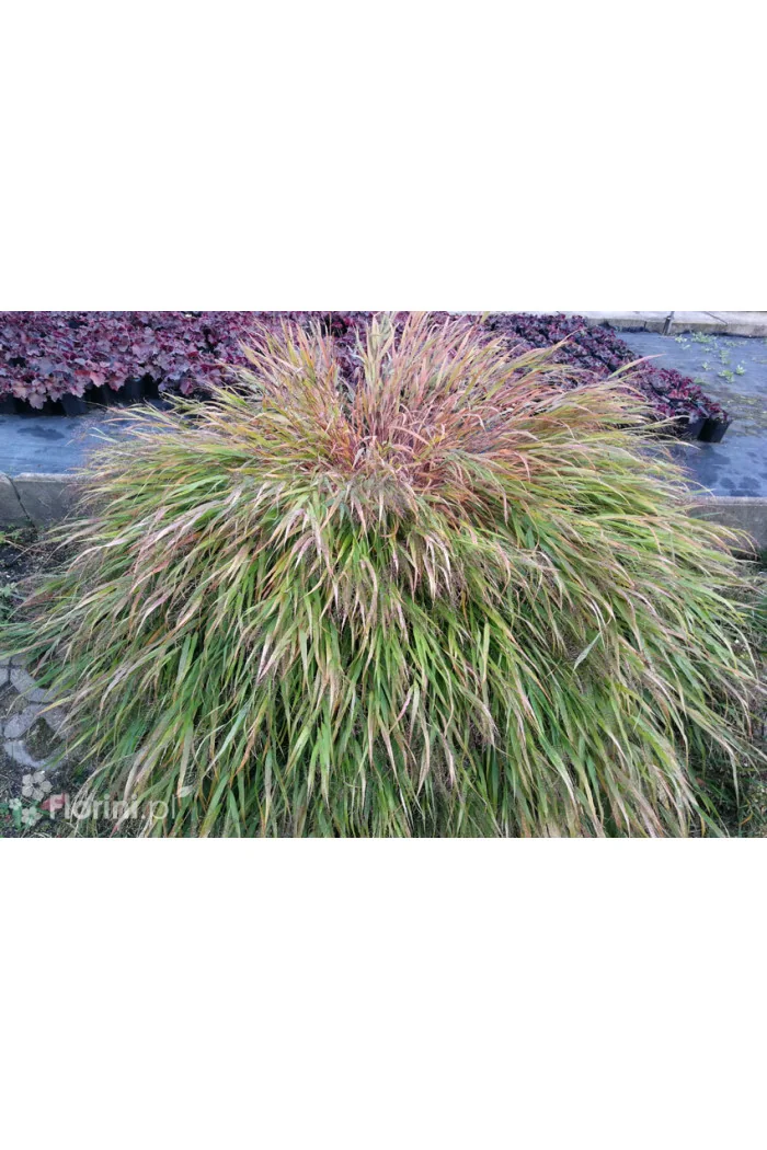 Hakonechloa 'Beni Kaze' | Hakonechloa macra