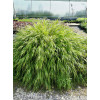 Hakonechloa 'Nicolas' Hakonechloa macra