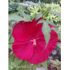 Hibiskus Carousel Giant Red | Hibiscus moscheutos