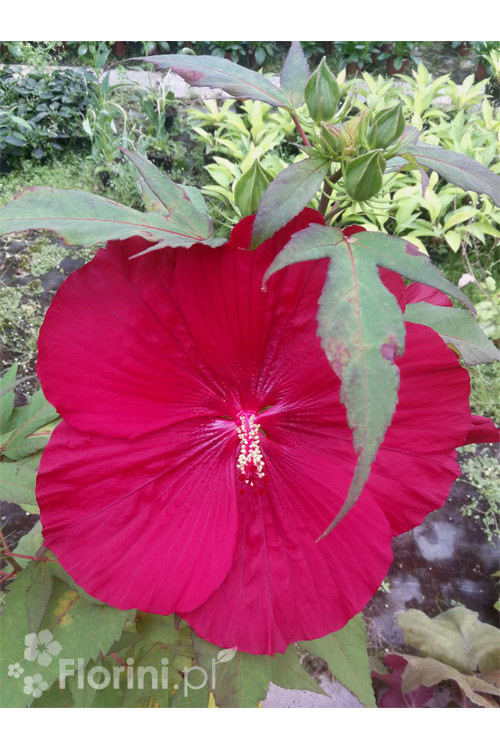 Hibiskus Carousel Giant Red | Hibiscus moscheutos