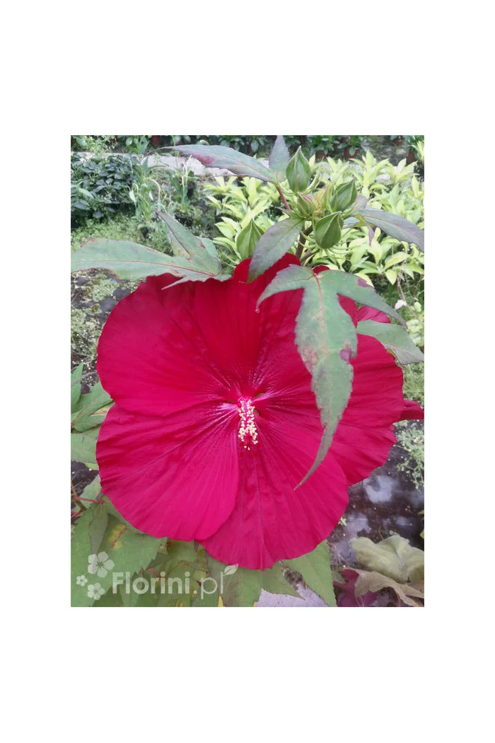Hibiskus Carousel Giant Red | Hibiscus moscheutos