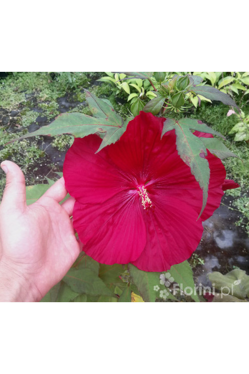 Hibiskus Carousel Giant Red | Hibiscus moscheutos