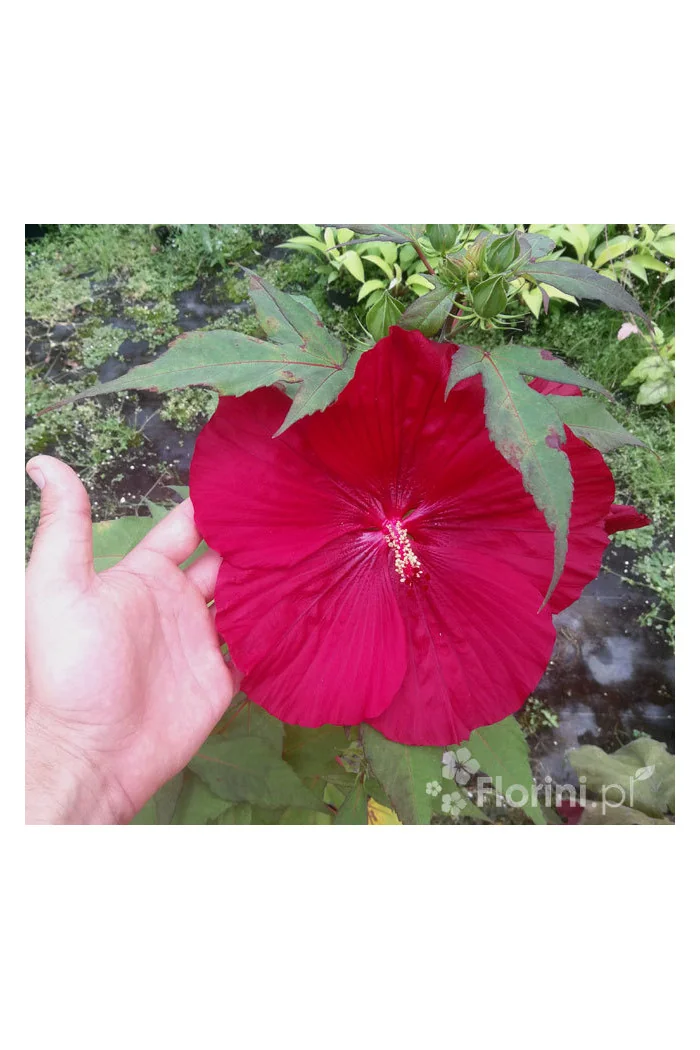 Hibiskus Carousel Giant Red | Hibiscus moscheutos