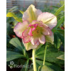 Ciemiernik orientalny 'Double Ellen Picotee' | Helleborus orientalis