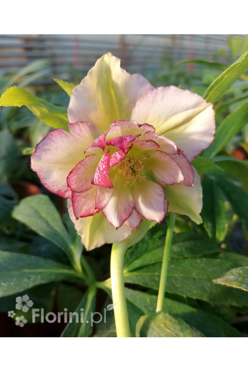 Ciemiernik orientalny 'Double Ellen Picotee' | Helleborus orientalis