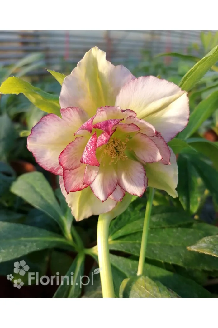 Ciemiernik orientalny 'Double Ellen Picotee' | Helleborus orientalis
