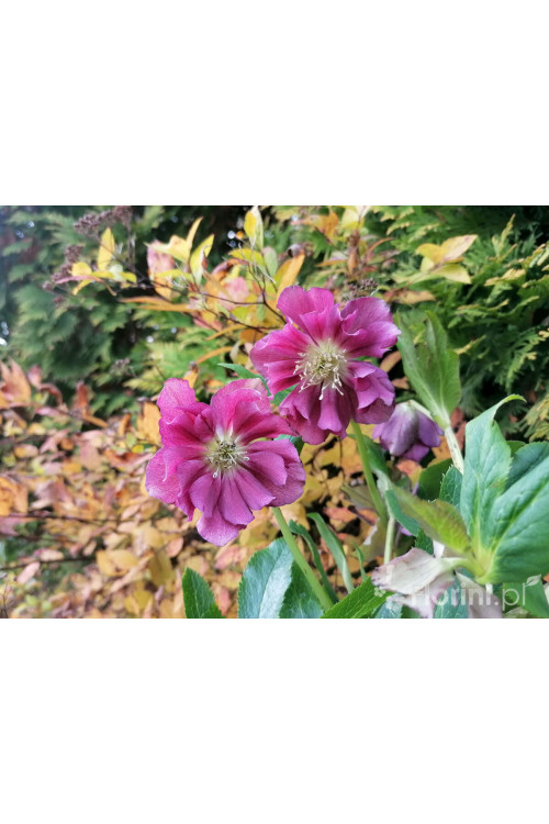 Ciemiernik orientalny 'Double Ellen Red' | Helleborus orientalis