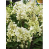 hortensja, hortensja bukietowa, hortensja Magical Candle, hydrangea, hydrangea paniculata