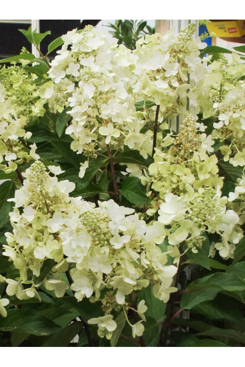 hortensja, hortensja bukietowa, hortensja Magical Candle, hydrangea, hydrangea paniculata