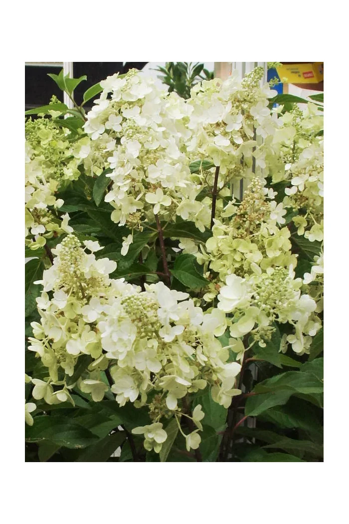 hortensja, hortensja bukietowa, hortensja Magical Candle, hydrangea, hydrangea paniculata