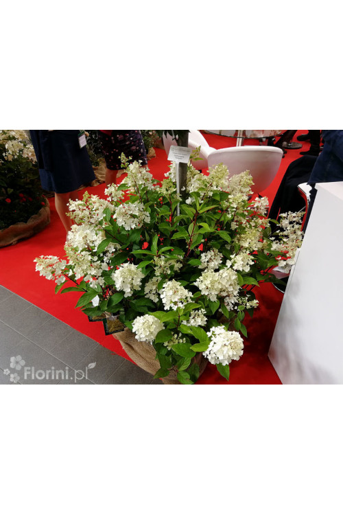 hortensja, hortensja bukietowa, hortensja Magical Candle, hydrangea, hydrangea paniculata