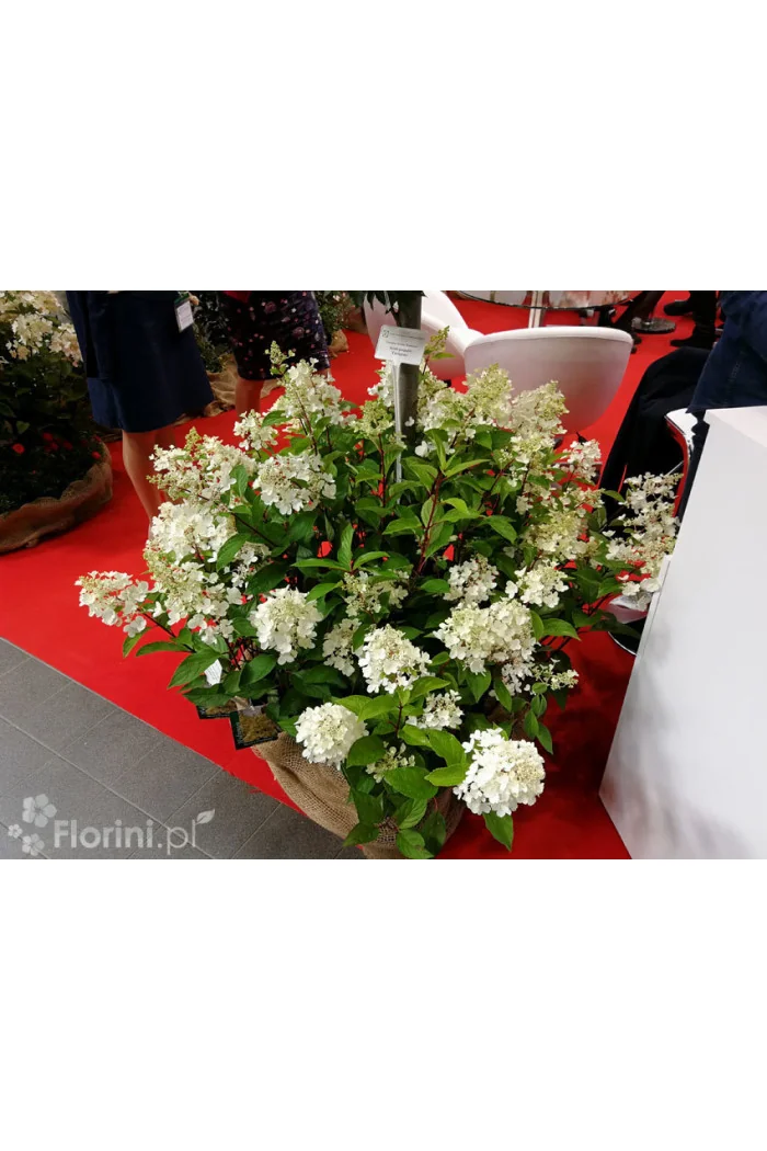 hortensja, hortensja bukietowa, hortensja Magical Candle, hydrangea, hydrangea paniculata