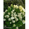Hortensja bukietowa 'Limelight' | Hydrangea paniculata
