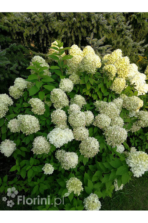 Hortensja bukietowa 'Limelight' | Hydrangea paniculata