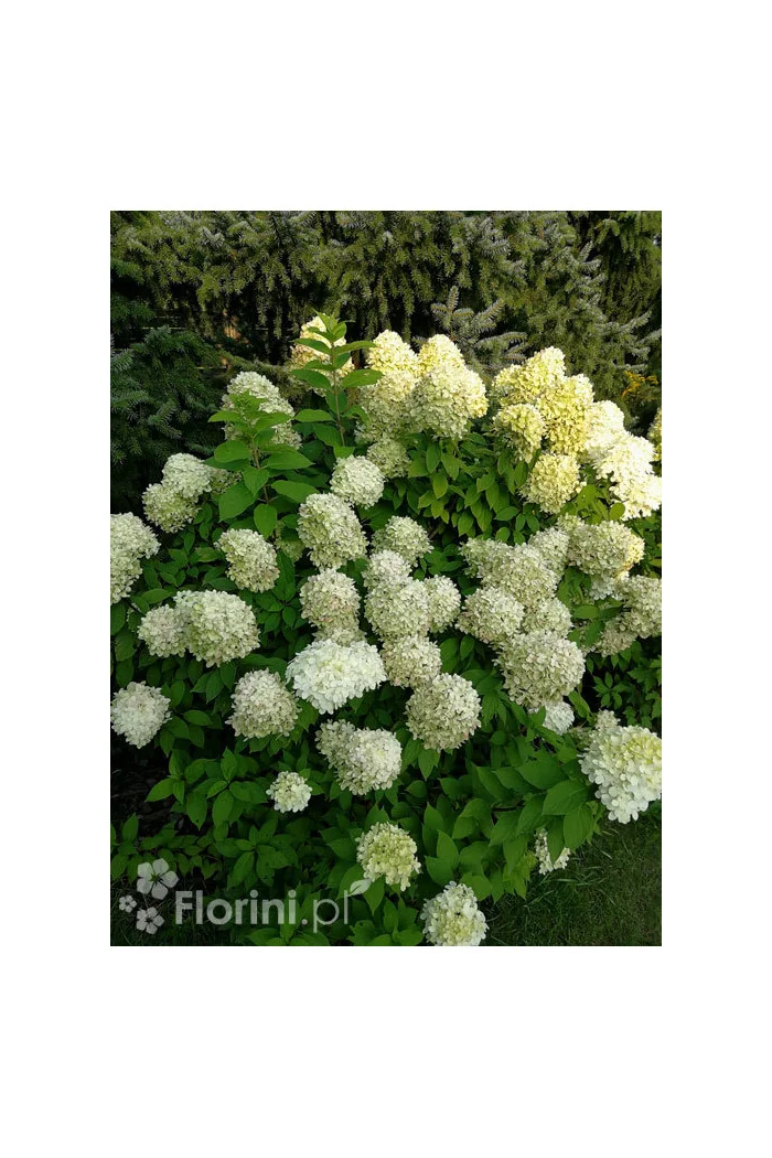 Hortensja bukietowa 'Limelight' | Hydrangea paniculata