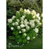 Hortensja bukietowa 'Limelight' | Hydrangea paniculata