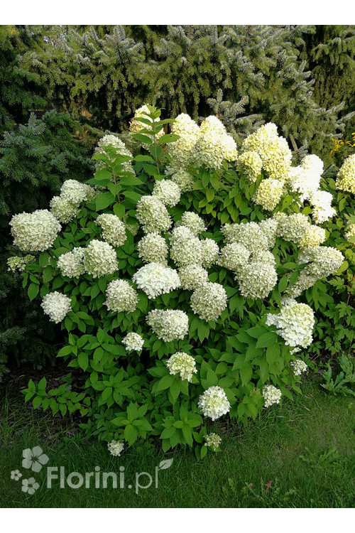Hortensja bukietowa 'Limelight' | Hydrangea paniculata