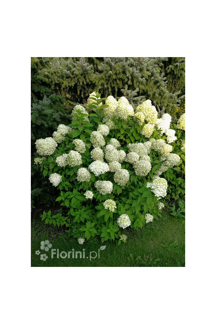 Hortensja bukietowa 'Limelight' | Hydrangea paniculata