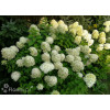 Hortensja bukietowa 'Limelight' | Hydrangea paniculata