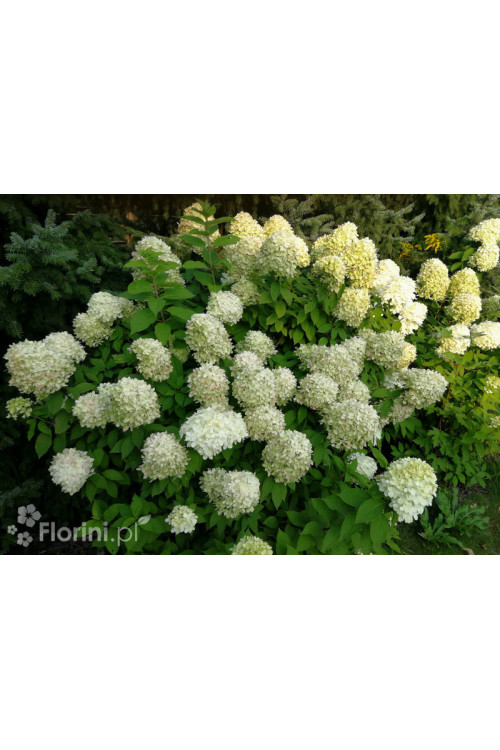 Hortensja bukietowa 'Limelight' | Hydrangea paniculata