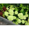 Hortensja bukietowa 'Little Lime' | Hydrangea paniculata