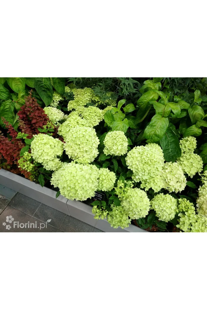 Hortensja bukietowa 'Little Lime' | Hydrangea paniculata