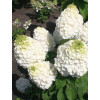 Hortensja bukietowa 'Mont Blanc'| Hydrangea paniculata