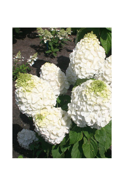 Hortensja bukietowa 'Mont Blanc'| Hydrangea paniculata