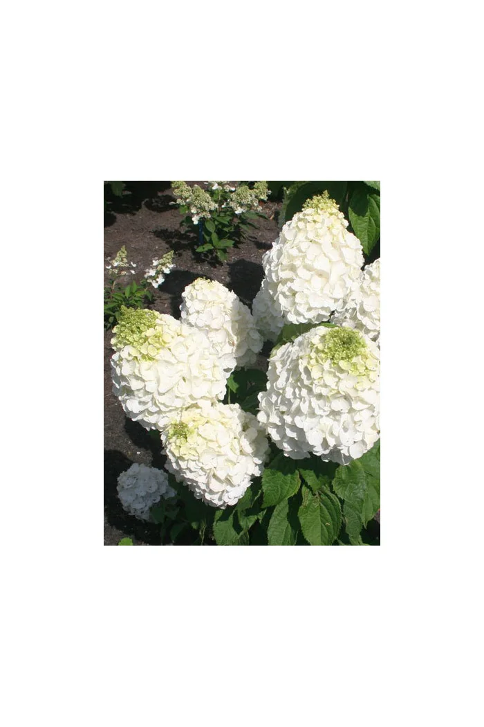 Hortensja bukietowa 'Mont Blanc'| Hydrangea paniculata