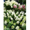 Hortensja bukietowa 'Mont Blanc'| Hydrangea paniculata