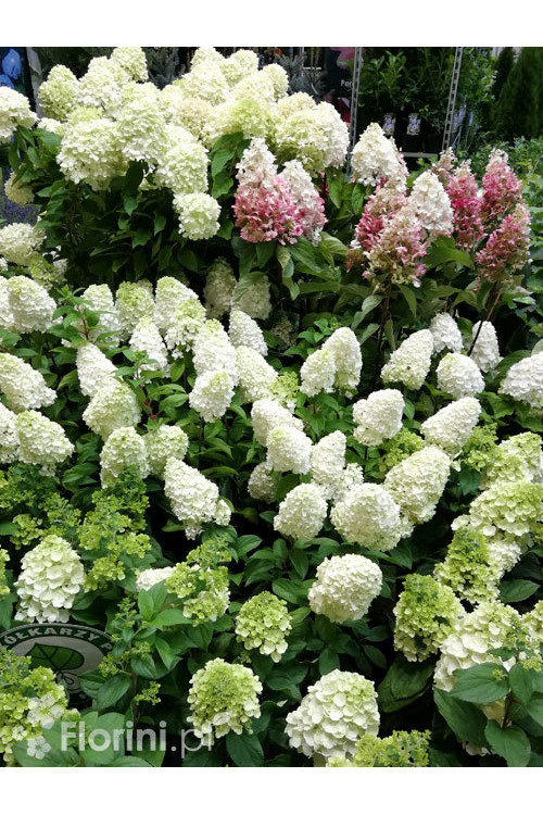 Hortensja bukietowa 'Mont Blanc'| Hydrangea paniculata