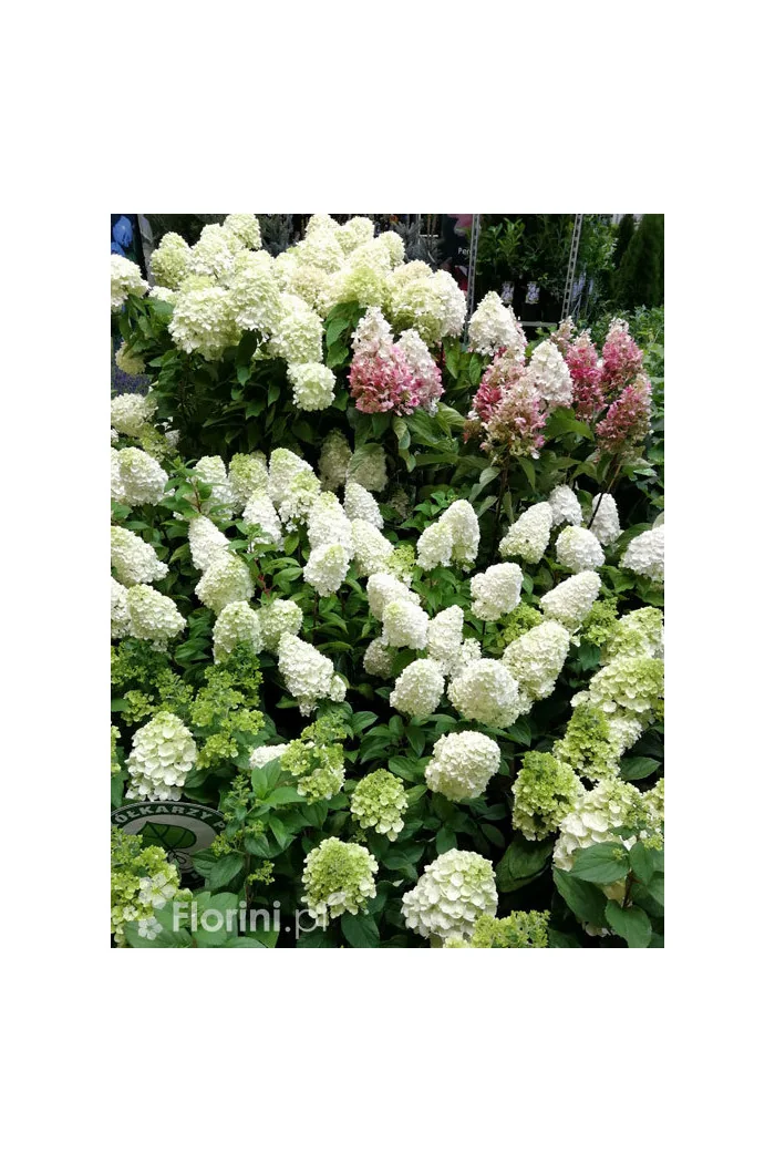 Hortensja bukietowa 'Mont Blanc'| Hydrangea paniculata