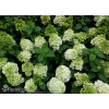 Hortensja bukietowa 'Mont Blanc'| Hydrangea paniculata