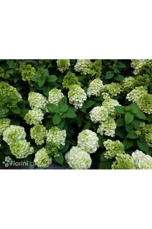 Hortensja bukietowa 'Mont Blanc'| Hydrangea paniculata