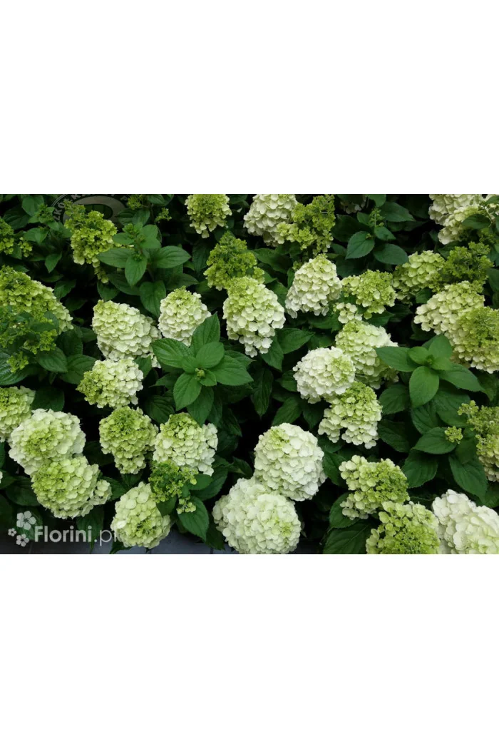 Hortensja bukietowa 'Mont Blanc'| Hydrangea paniculata