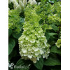 Hortensja bukietowa 'Mont Blanc'| Hydrangea paniculata