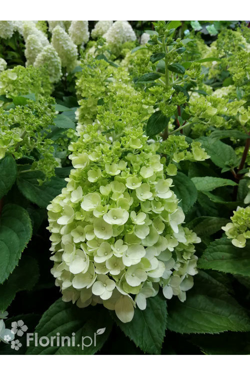 Hortensja bukietowa 'Mont Blanc'| Hydrangea paniculata