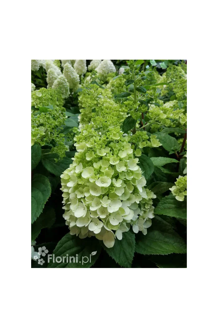 Hortensja bukietowa 'Mont Blanc'| Hydrangea paniculata