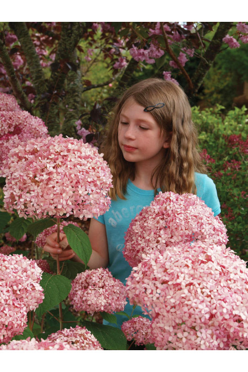 Hortensja drzewiasta 'Pink Anabelle' | Hydrangea arborescens
